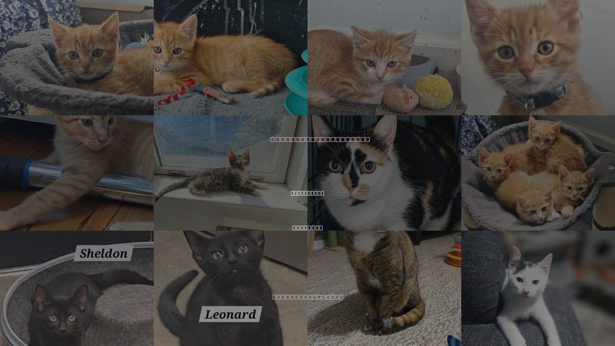 Cats for Adoption in Wilmington, Delaware