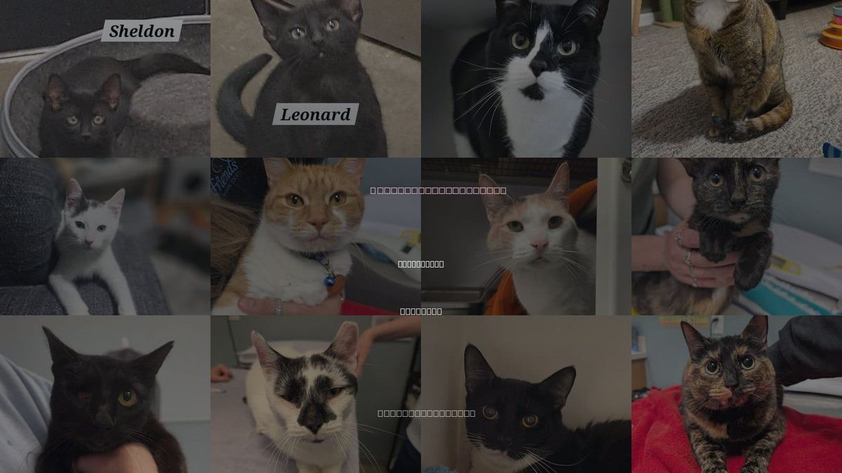 Cats for Adoption in Wilmington, Delaware