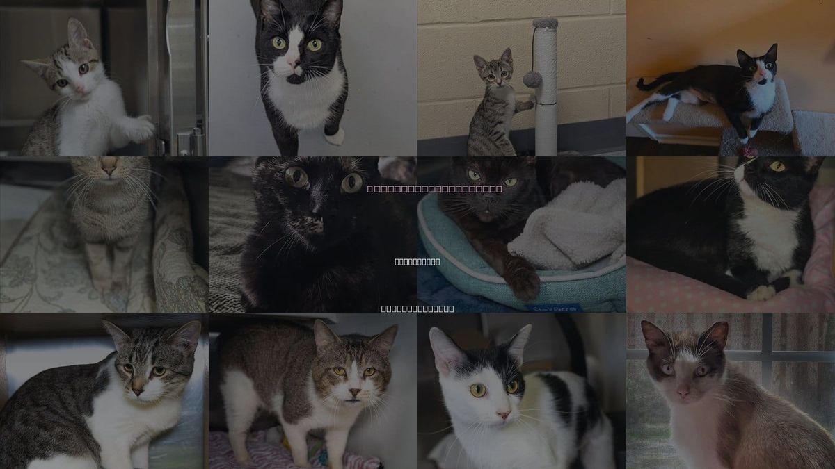 Cats for Adoption in Wilmington, North Carolina