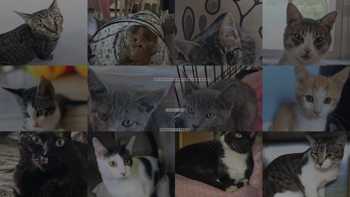 Cats for Adoption in Wilmington, North Carolina