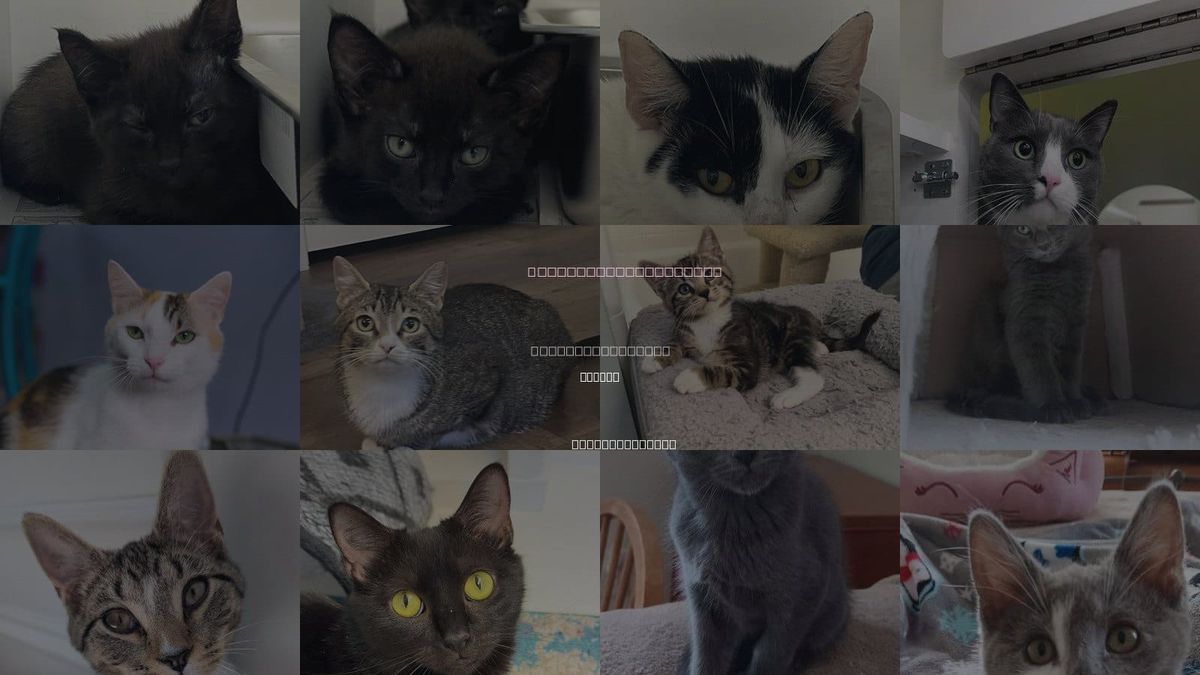 Cats for Adoption in Wilson, North Carolina