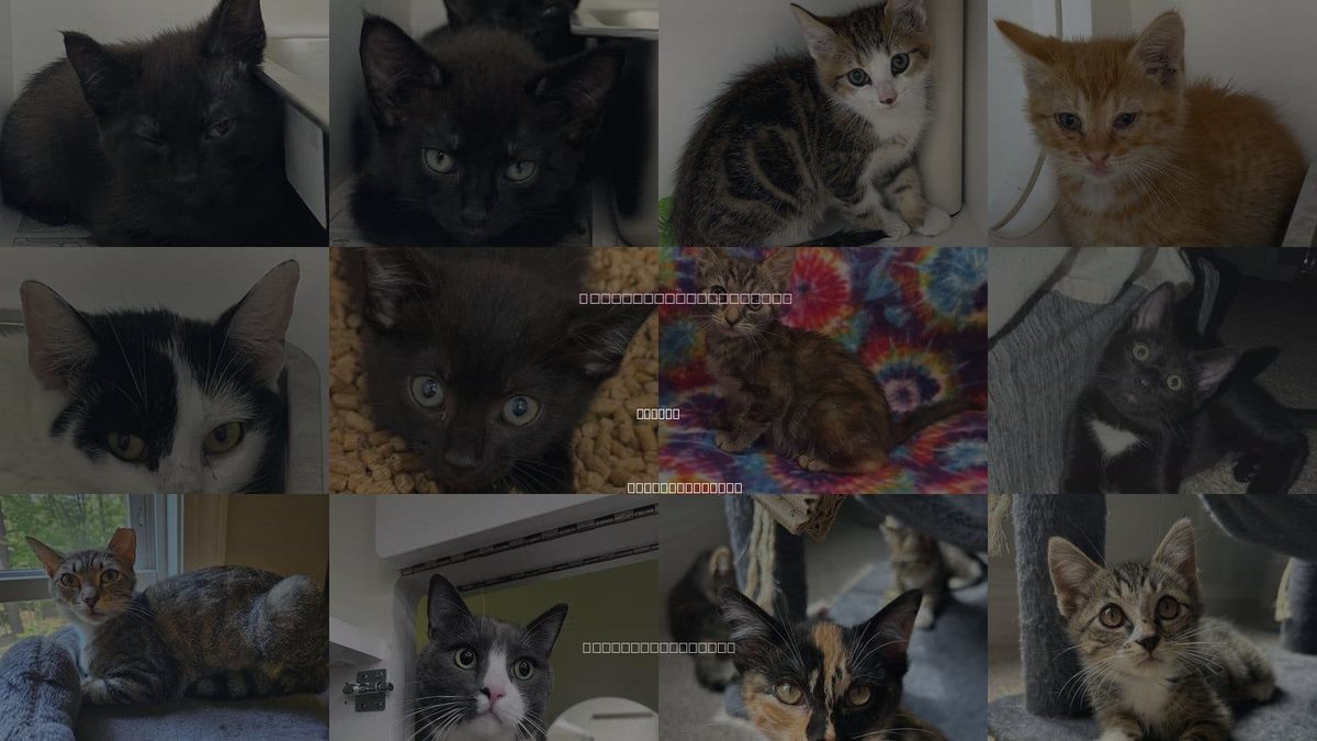 Cats for Adoption in Wilson, North Carolina