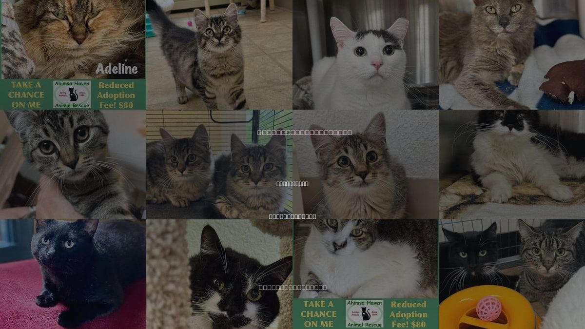 Cats for Adoption in Winchendon, Massachusetts