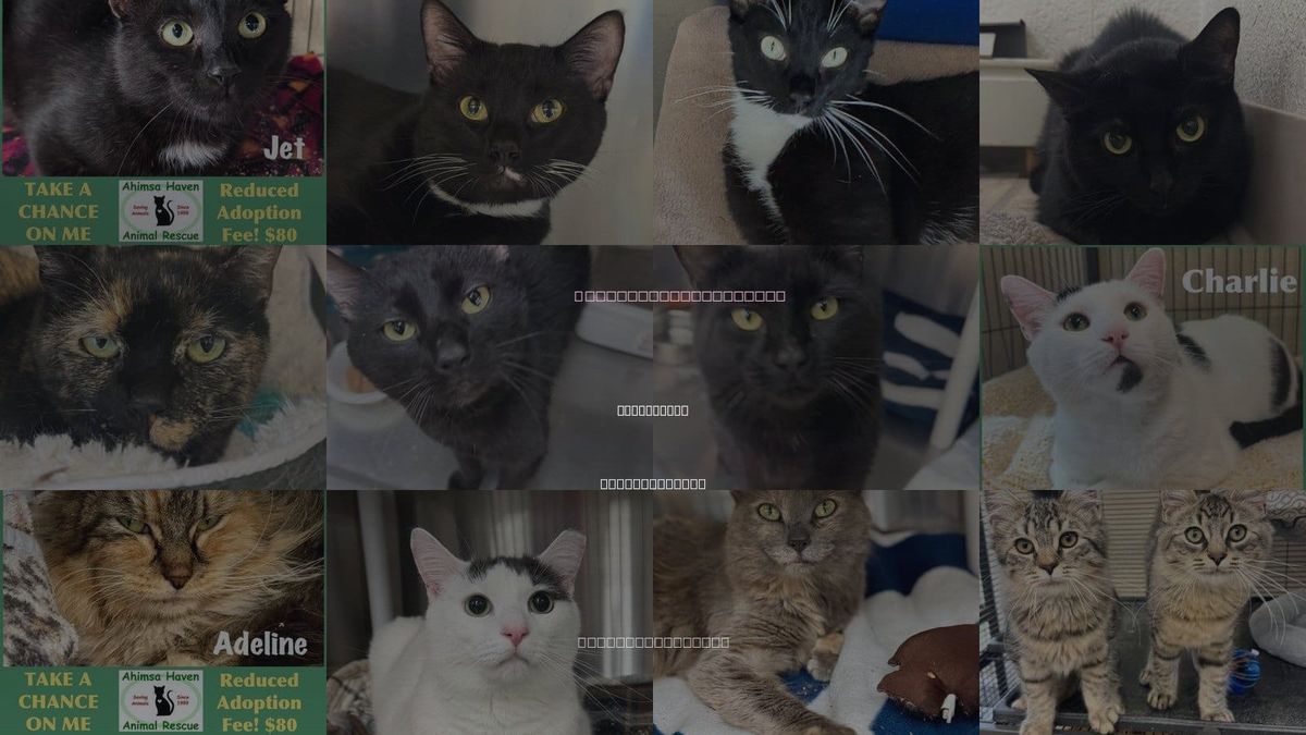 Cats for Adoption in Winchendon, Massachusetts