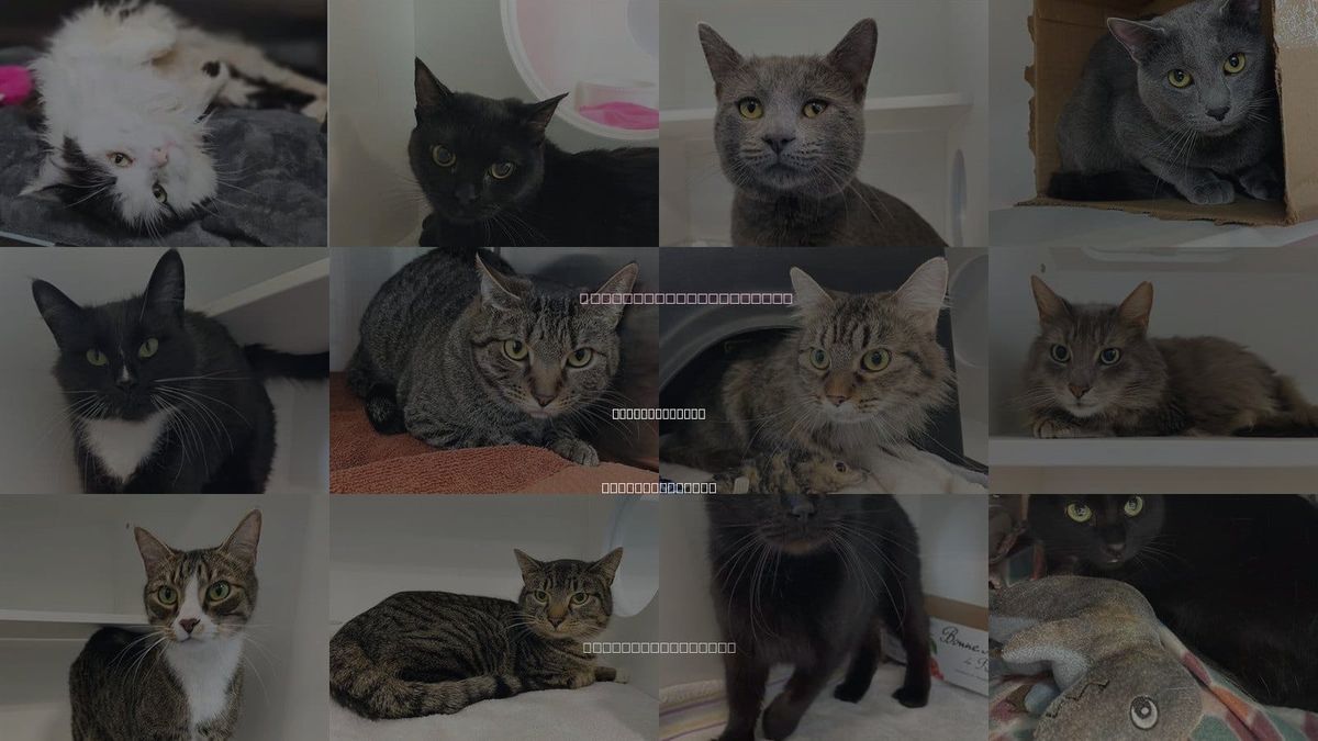 Cats for Adoption in Winston-Salem, North Carolina