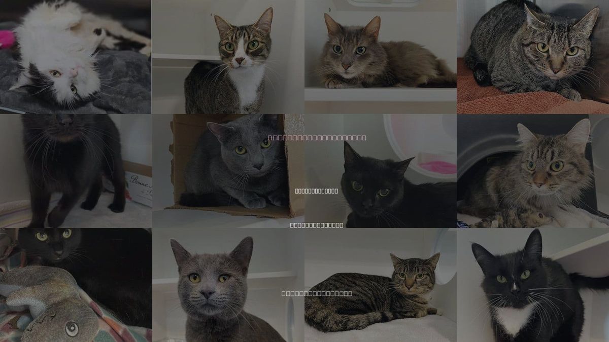 Cats for Adoption in Winston-Salem, North Carolina