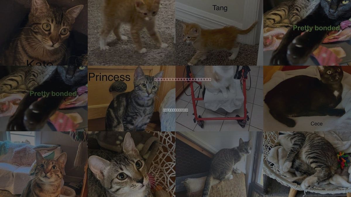 Cats for Adoption in Winter Garden, Florida