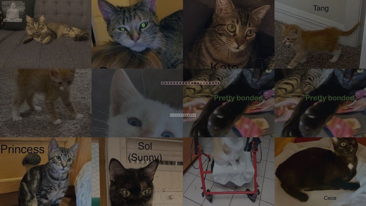 Cats for Adoption in Winter Garden, Florida