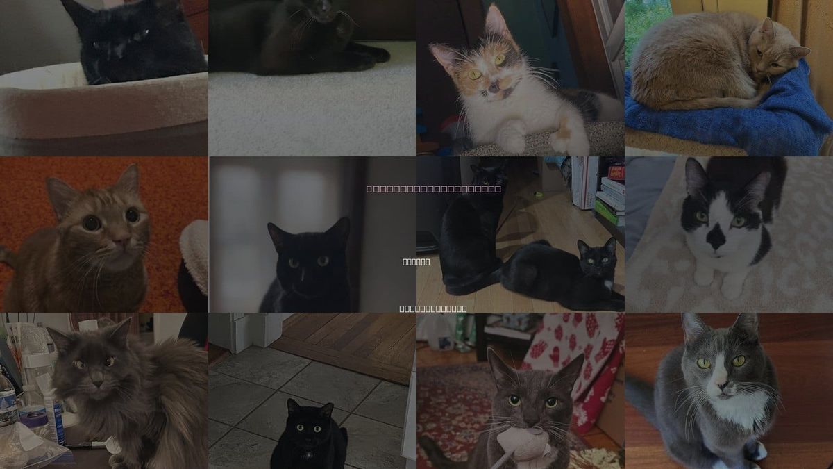 Cats for Adoption in Woburn, Massachusetts