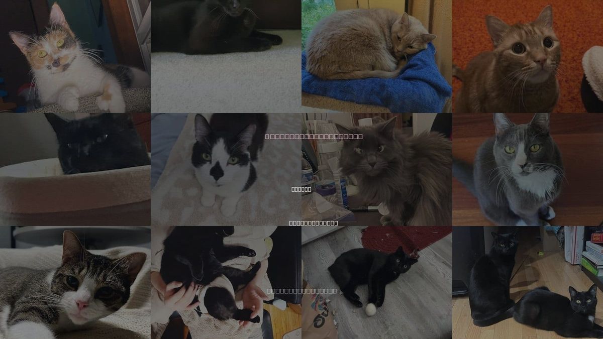 Cats for Adoption in Woburn, Massachusetts