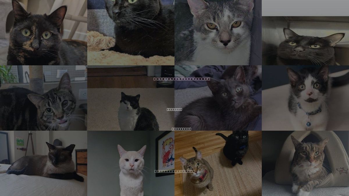 Cats for Adoption in Woodbury, Minnesota