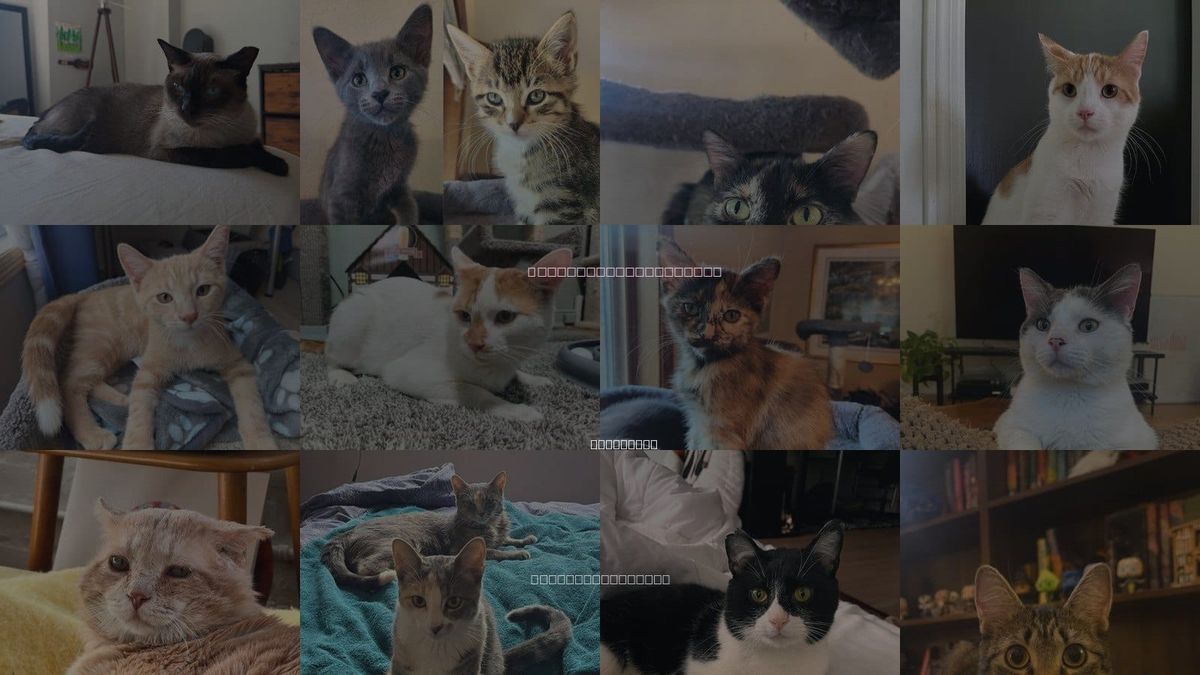 Cats for Adoption in Woodbury, Minnesota