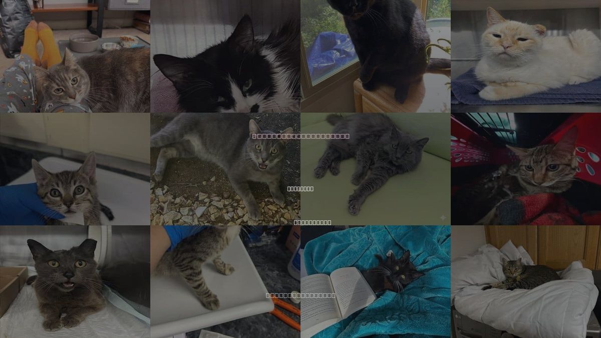 Cats for Adoption in Woodland, California