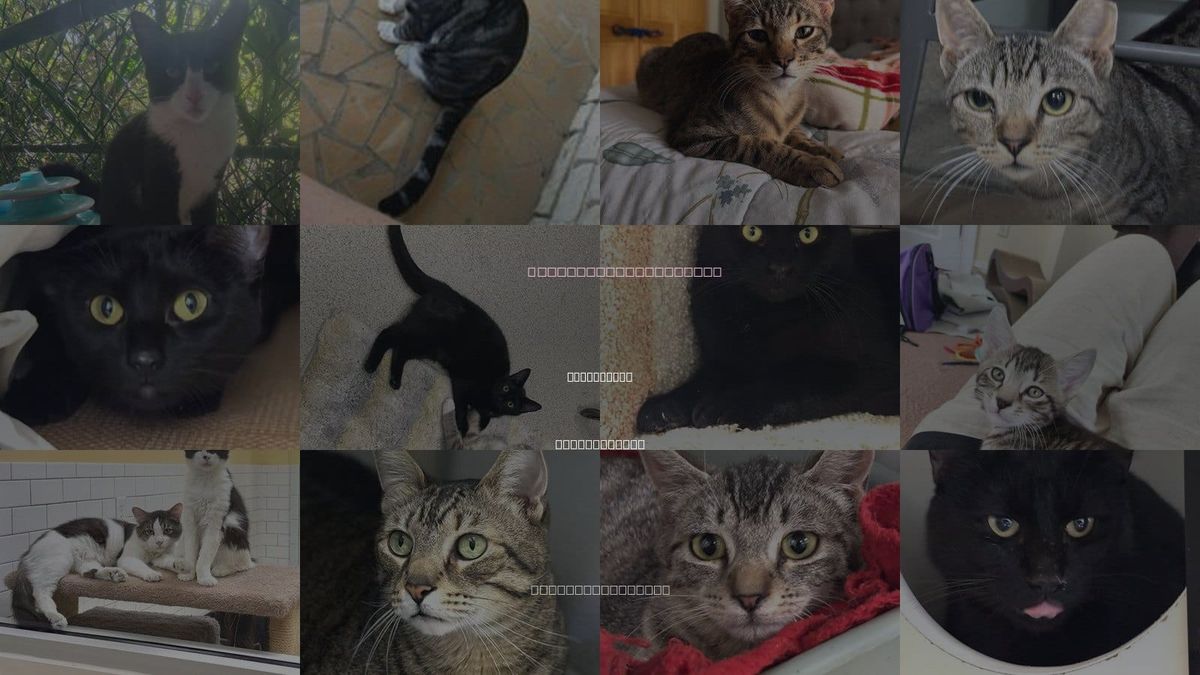 Cats for Adoption in Woonsocket, Rhode Island