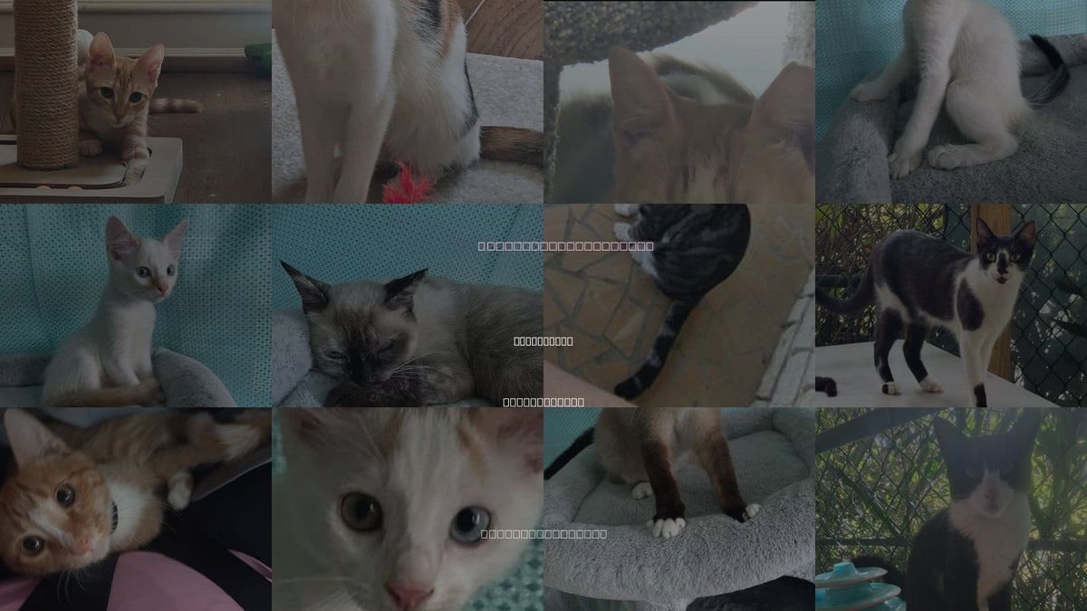 Cats for Adoption in Woonsocket, Rhode Island