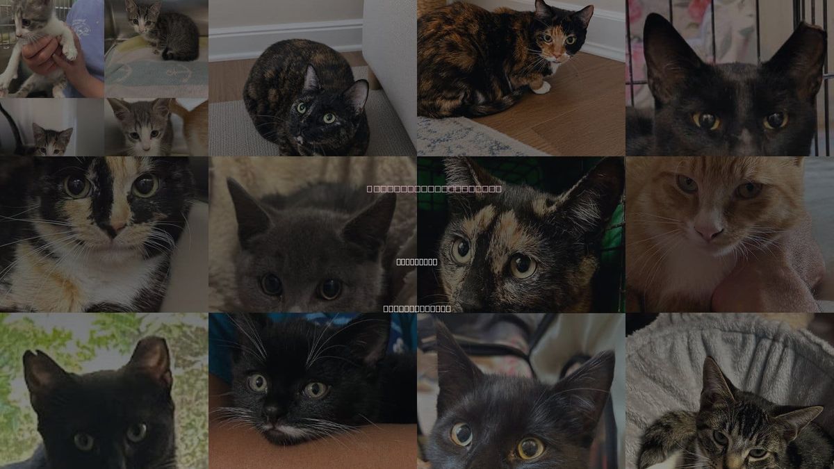 Cats for Adoption in Worcester, Massachusetts