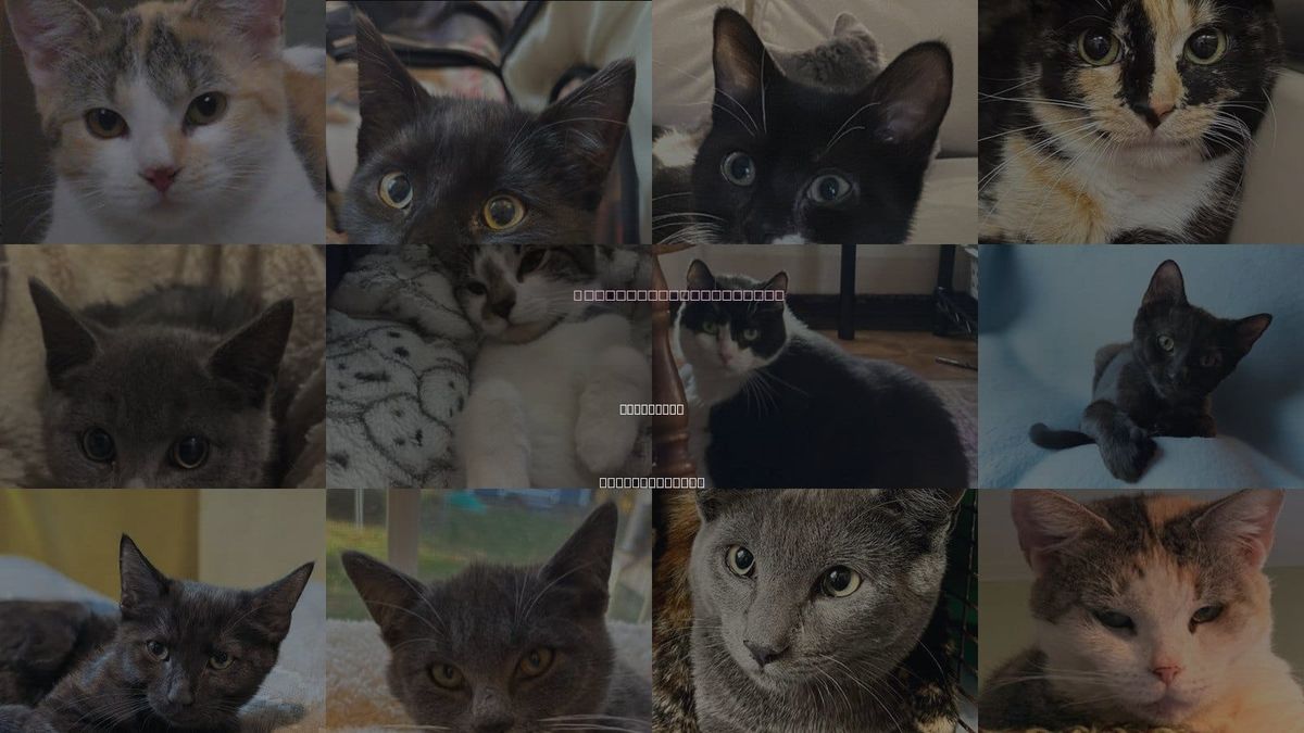 Cats for Adoption in Worcester, Massachusetts