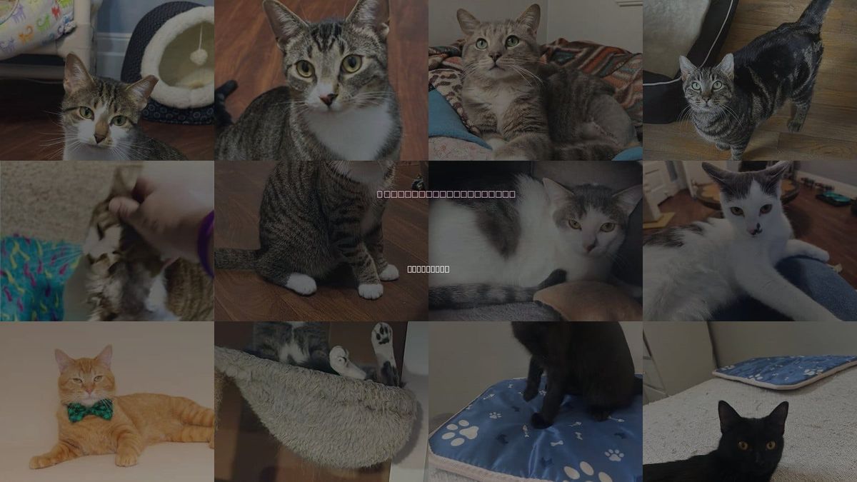 Cats for Adoption in Wyandotte, Michigan