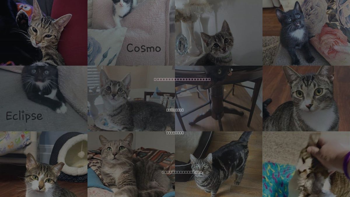 Cats for Adoption in Wyandotte, Michigan