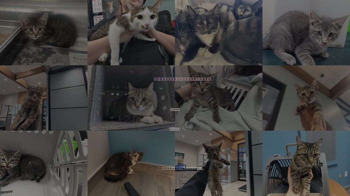 Cats for Adoption in Wylie, Texas