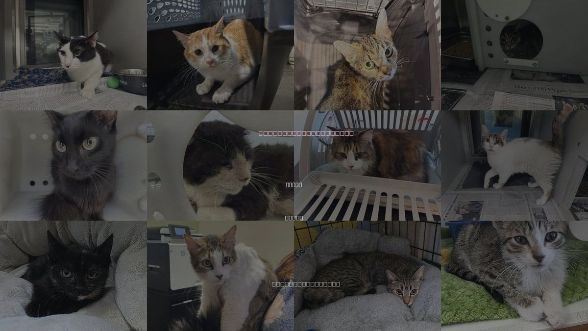 Cats for Adoption in Wylie, Texas