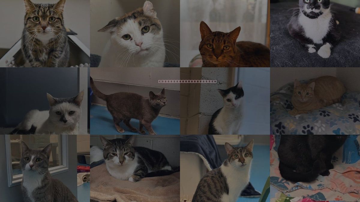 Cats for Adoption in Wyoming, Michigan