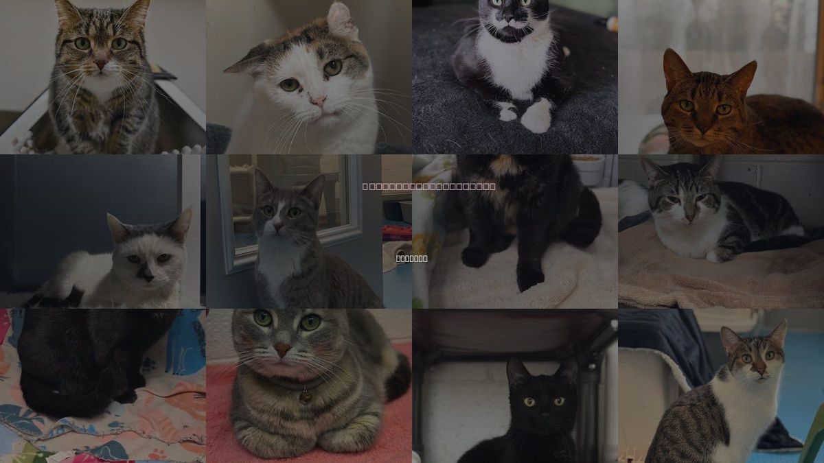 Cats for Adoption in Wyoming, Michigan