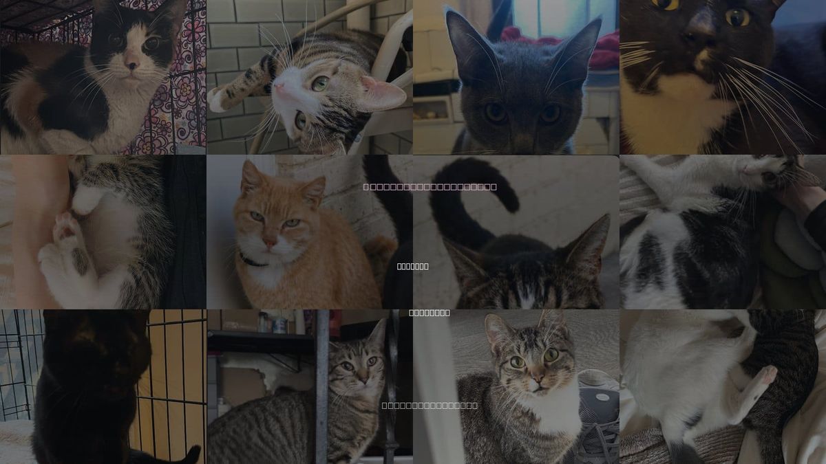 Cats for Adoption in Yonkers, New York