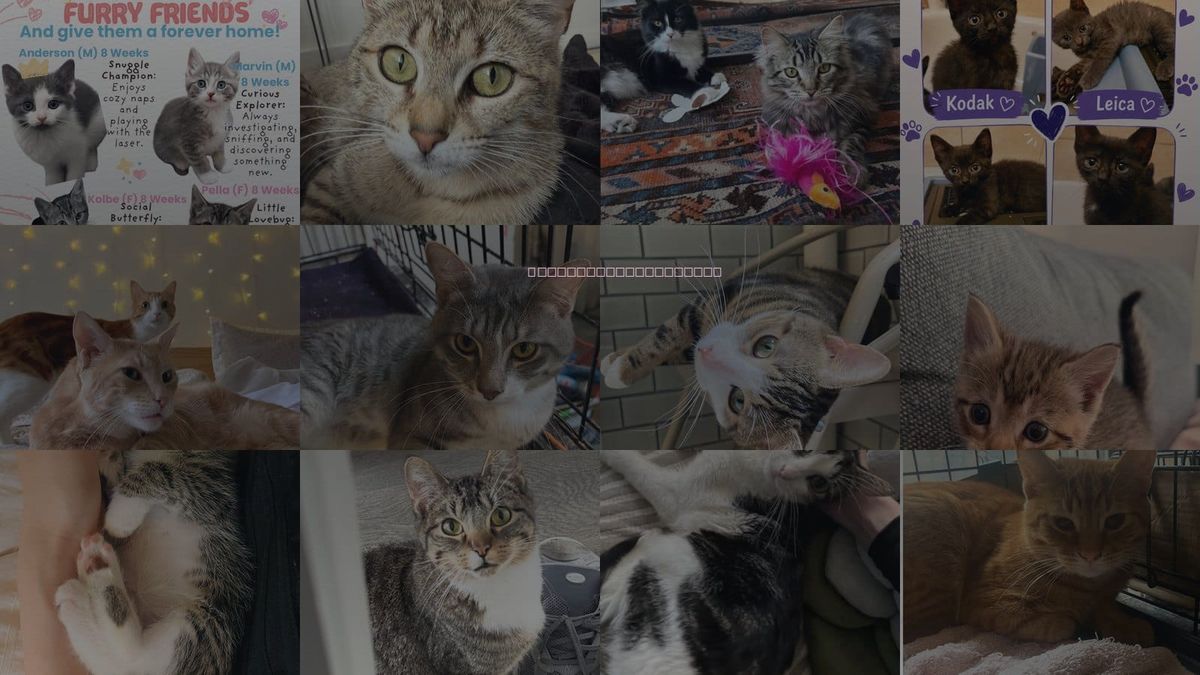 Cats for Adoption in Yonkers, New York