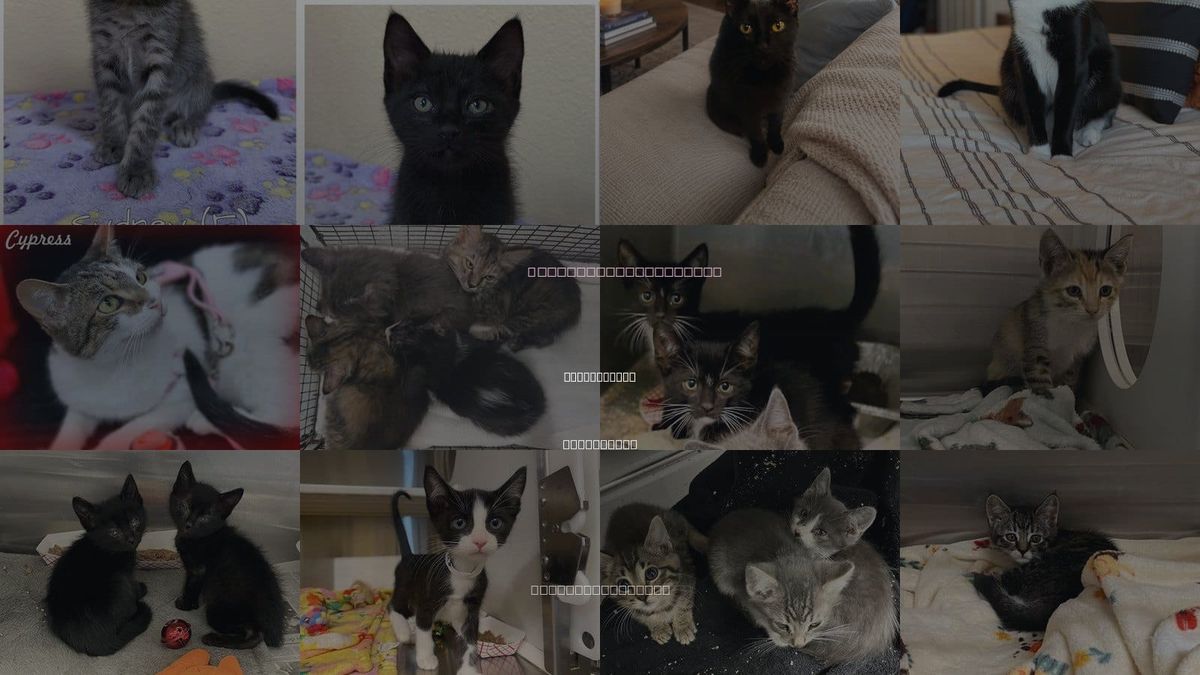 Cats for Adoption in Yorba Linda, California