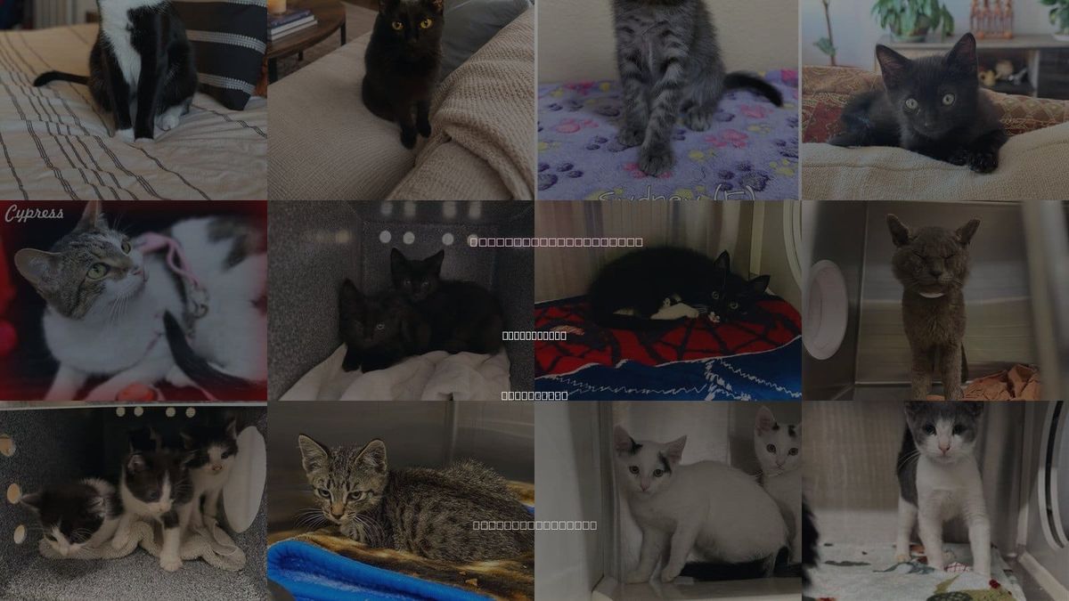 Cats for Adoption in Yorba Linda, California