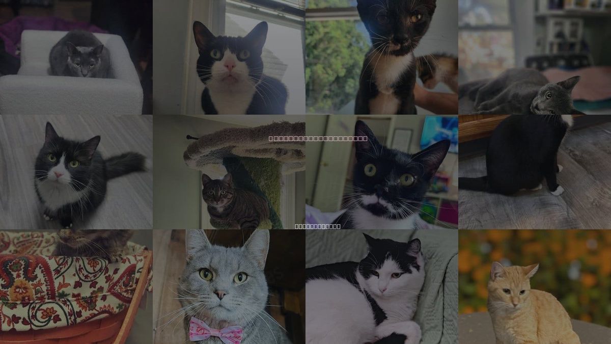 Cats for Adoption in York, Pennsylvania