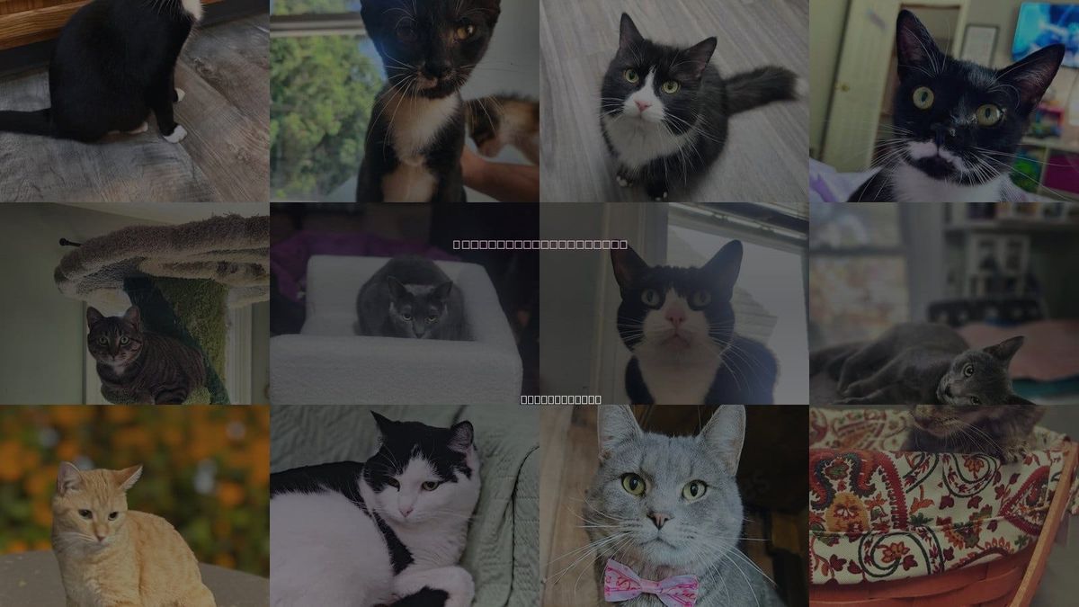 Cats for Adoption in York, Pennsylvania