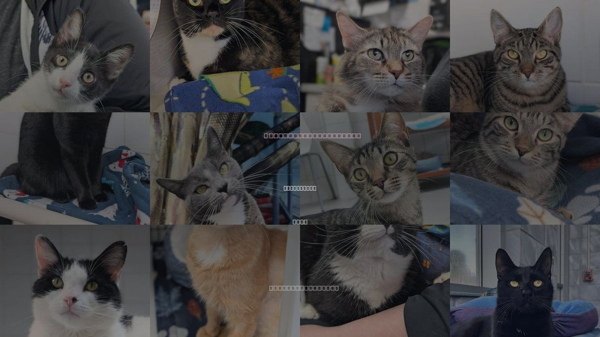 Cats for Adoption in Youngstown, Ohio