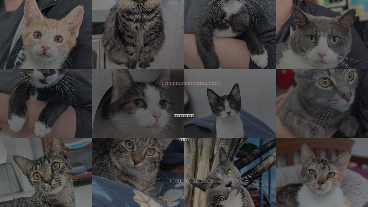Cats for Adoption in Youngstown, Ohio