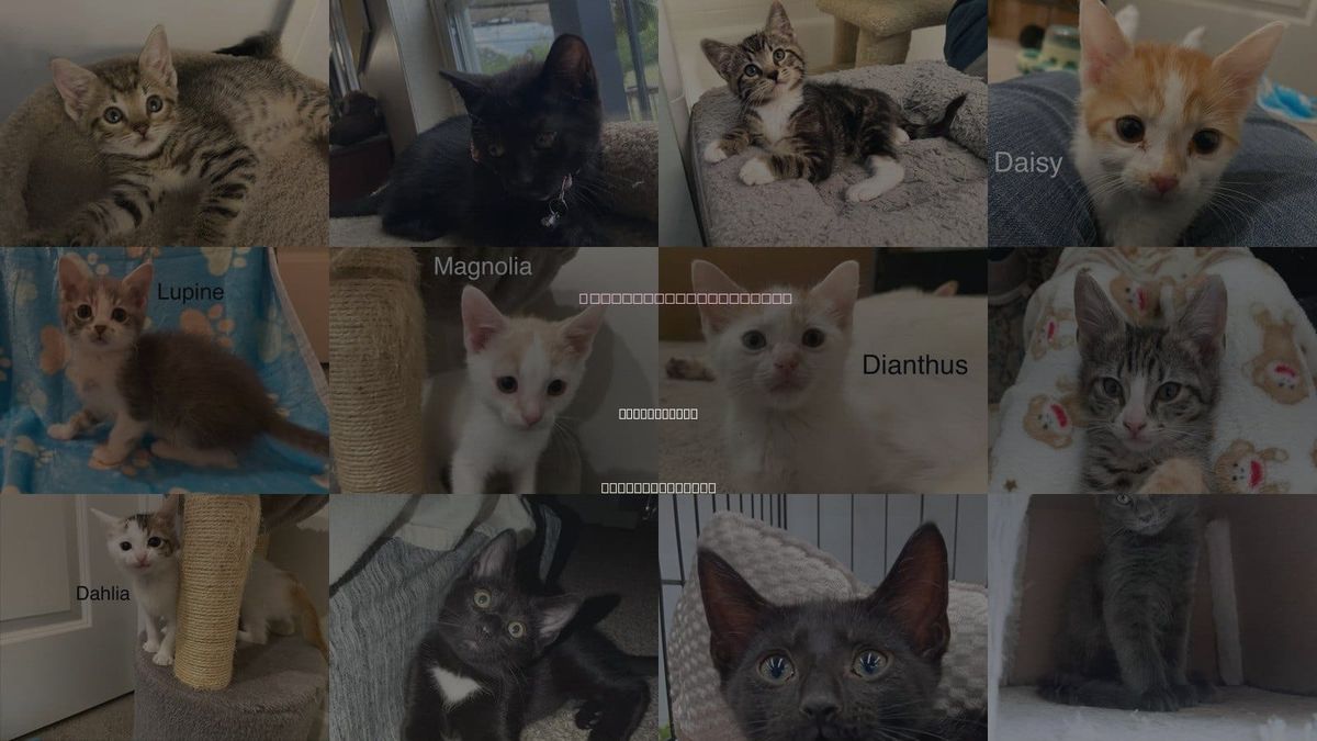 Cats for Adoption in Youngsville, North Carolina