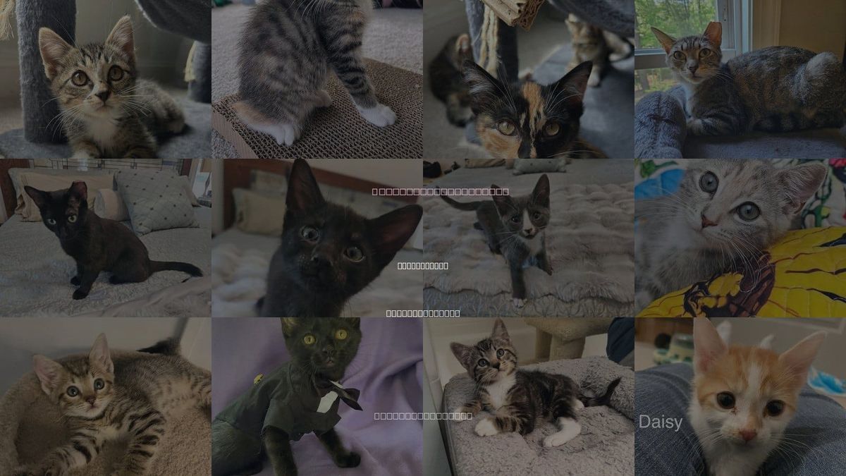 Cats for Adoption in Youngsville, North Carolina