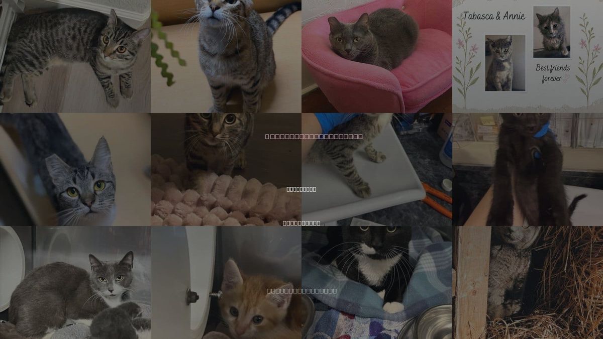 Cats for Adoption in Yuba City, California