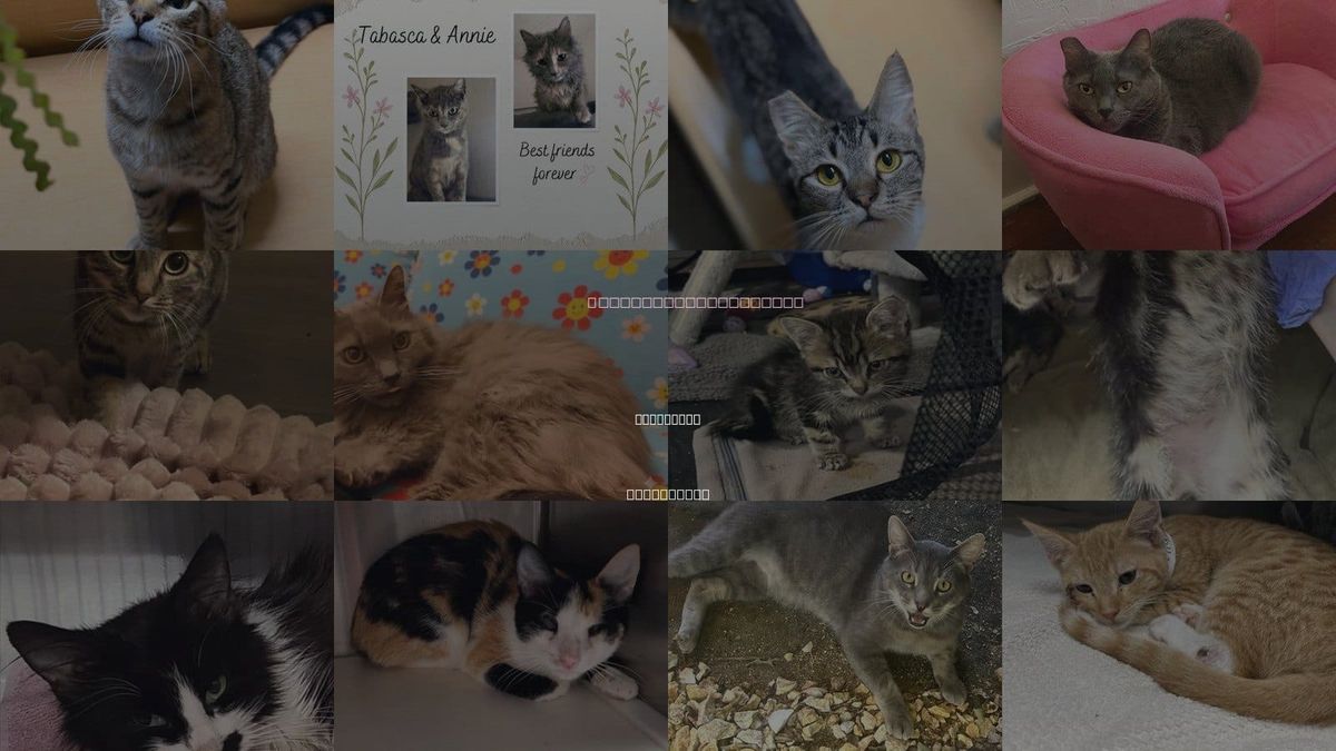 Cats for Adoption in Yuba City, California