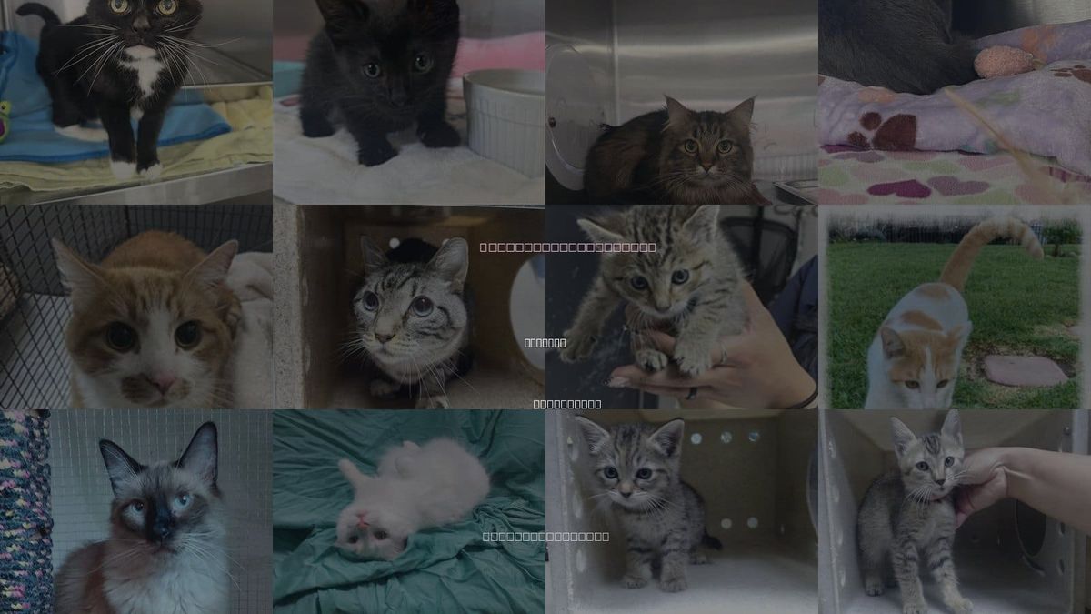 Cats for Adoption in Yucaipa, California