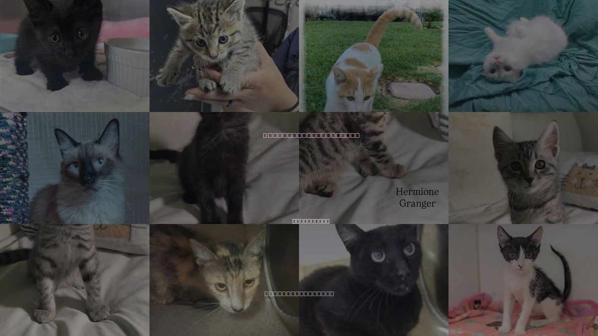 Cats for Adoption in Yucaipa, California