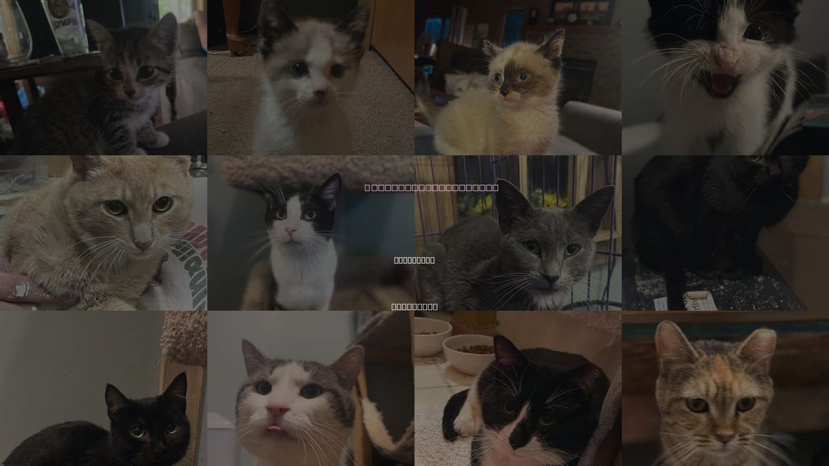 Cats for Adoption in Zimmerman, Minnesota