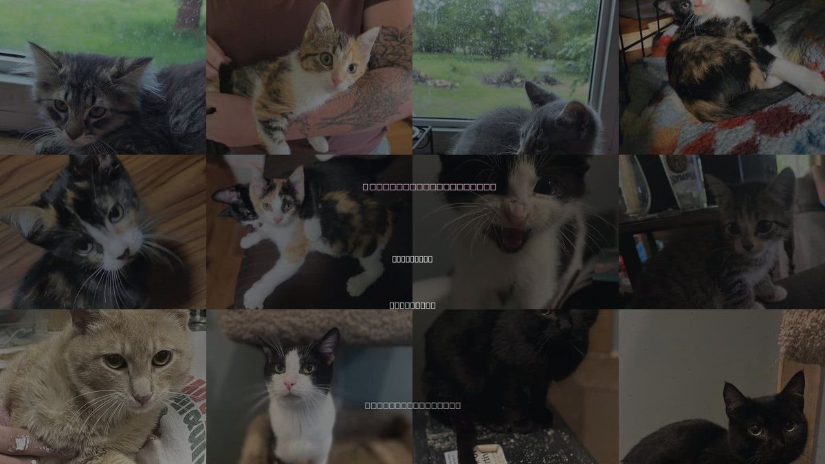 Cats for Adoption in Zimmerman, Minnesota