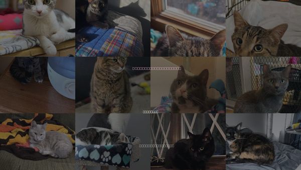 Cats for Adoption in Addison, Illinois