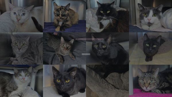 Cats for Adoption in Annapolis, Maryland