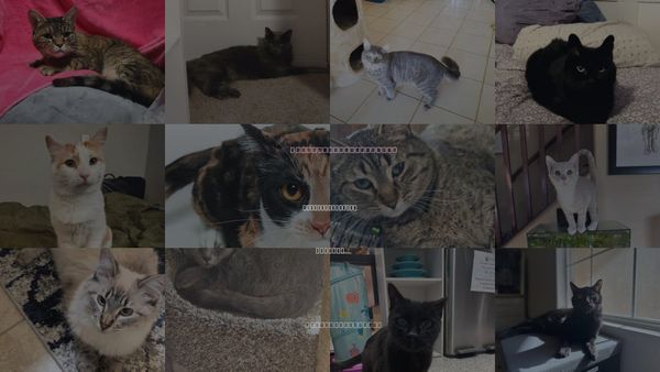 Cats for Adoption in Apache Junction, Arizona