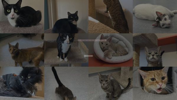 Cats for Adoption in Arlington, Vermont