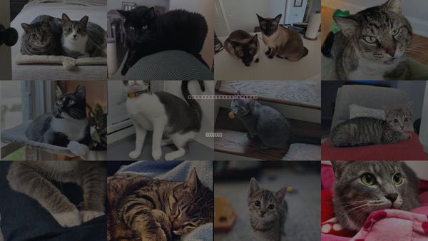 Cats for Adoption in Atlanta, Georgia