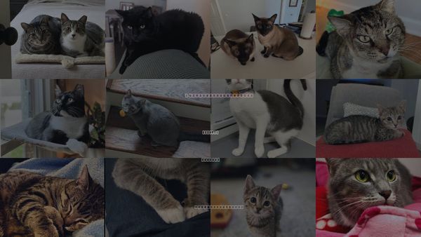 Cats for Adoption in Atlanta, Georgia