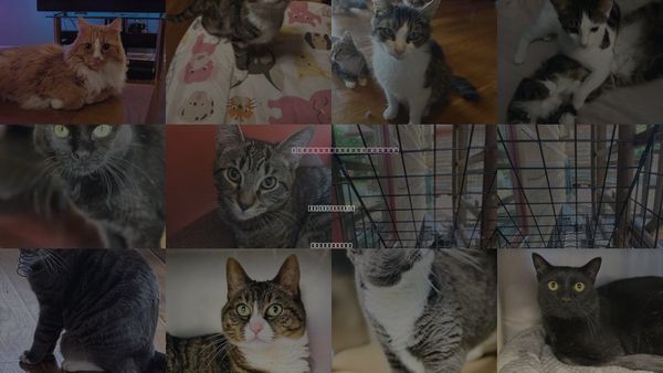 Cats for Adoption in Atlantic City, New Jersey